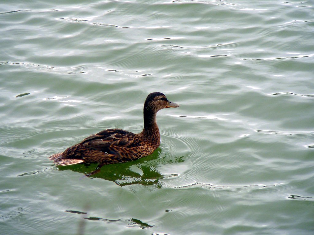 Cane Canard colvert